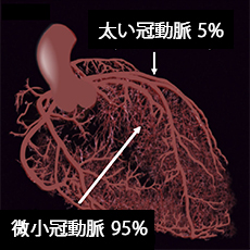 心外膜血管と微小冠動脈